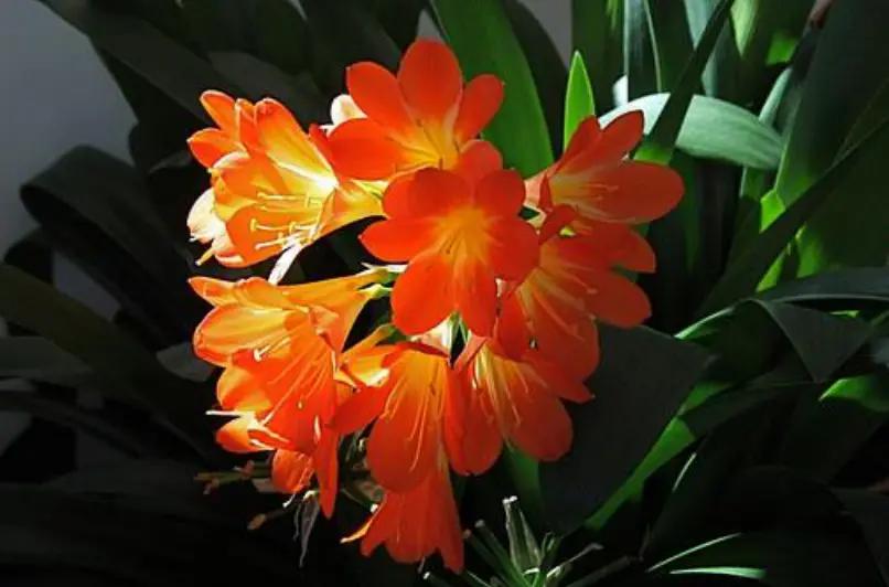 racimo flores naranjas