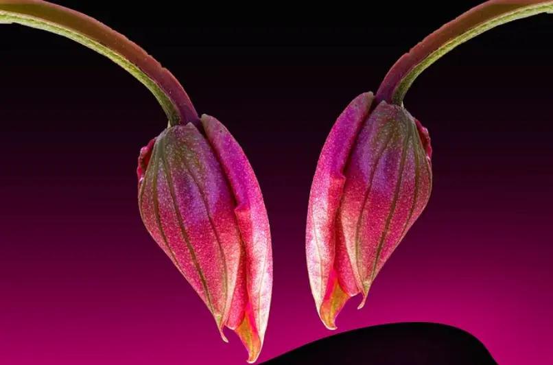dos flores fondo rosa