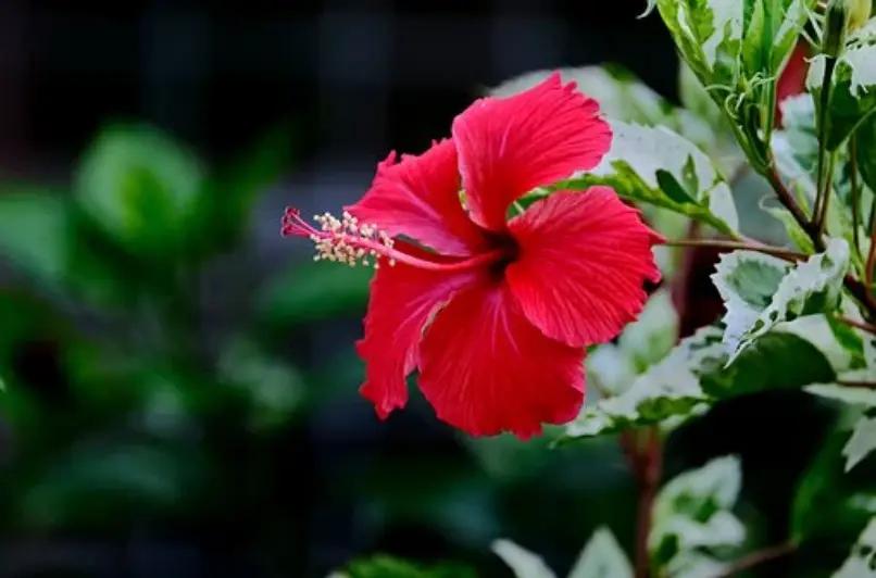 petalos rojos grandes