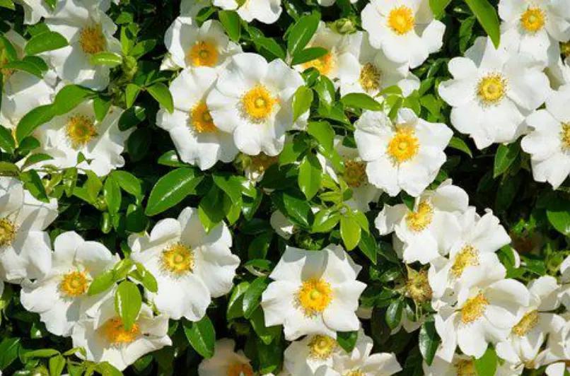 campo lleno flores blancas