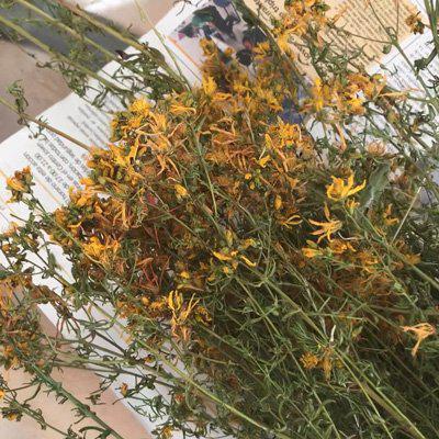 secar el hiperico para el aceite de hipérico