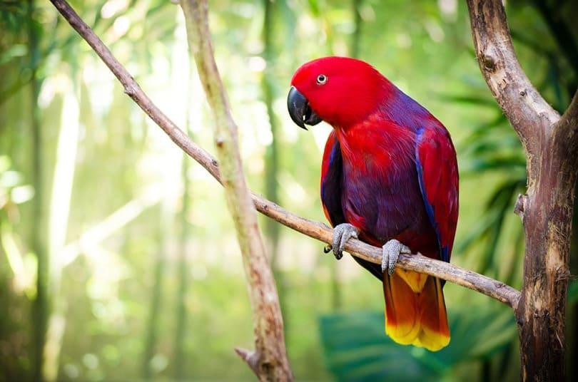 Las aves utilizan los colores vibrantes de su plumaje como medio de seducción