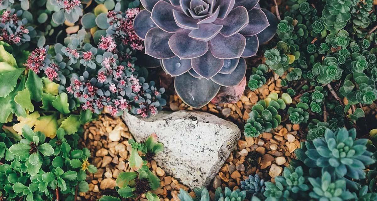 Plantas para rocalla de cactus