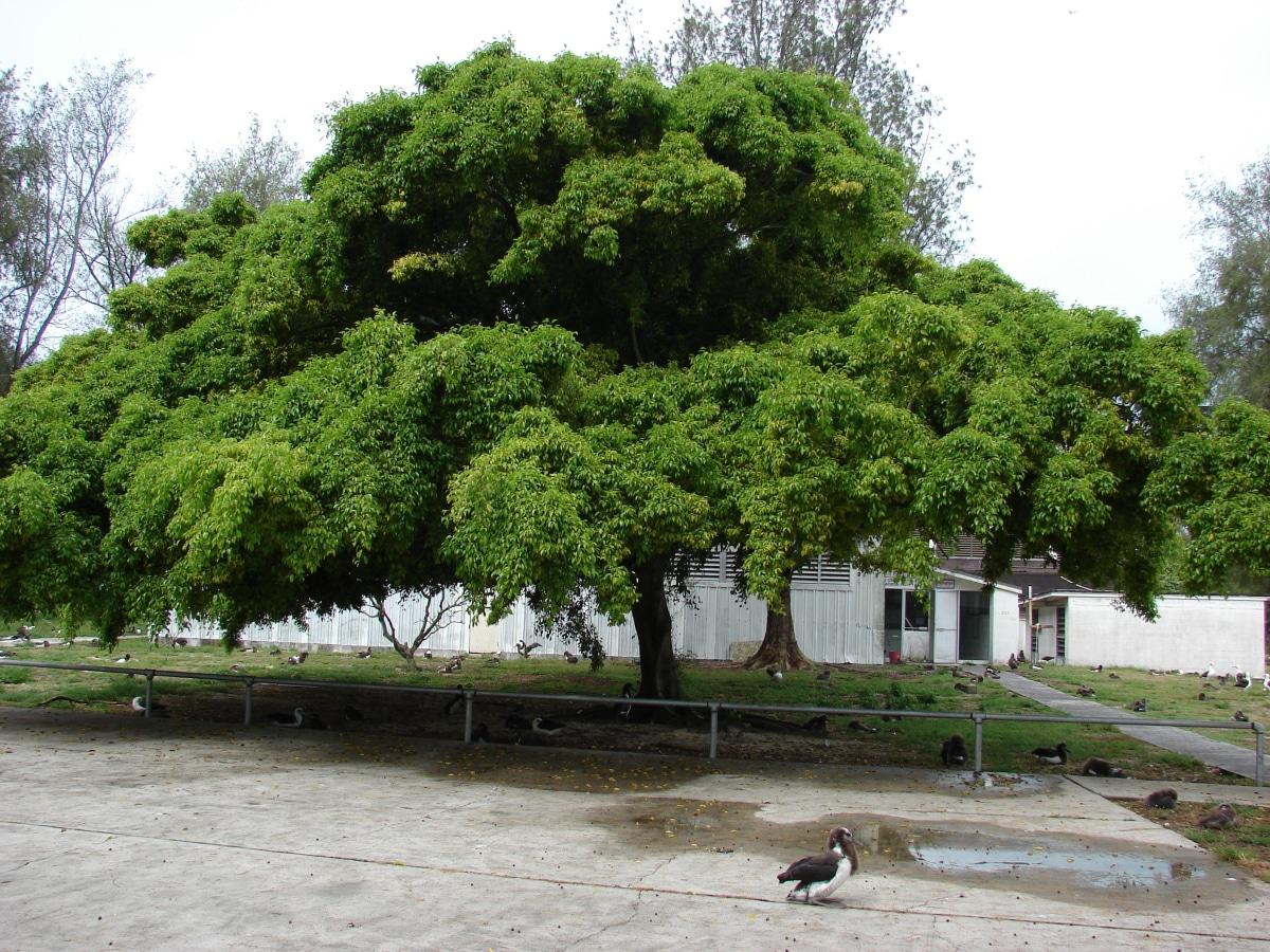El ficus benjamina se tiene mucho en interior