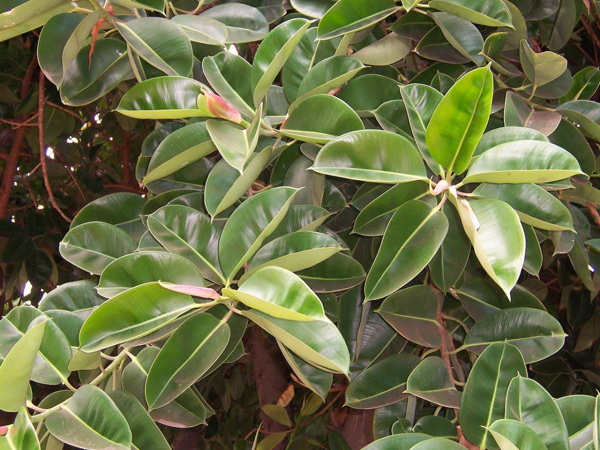 El ficus elastica es un árbol de hojas grandes