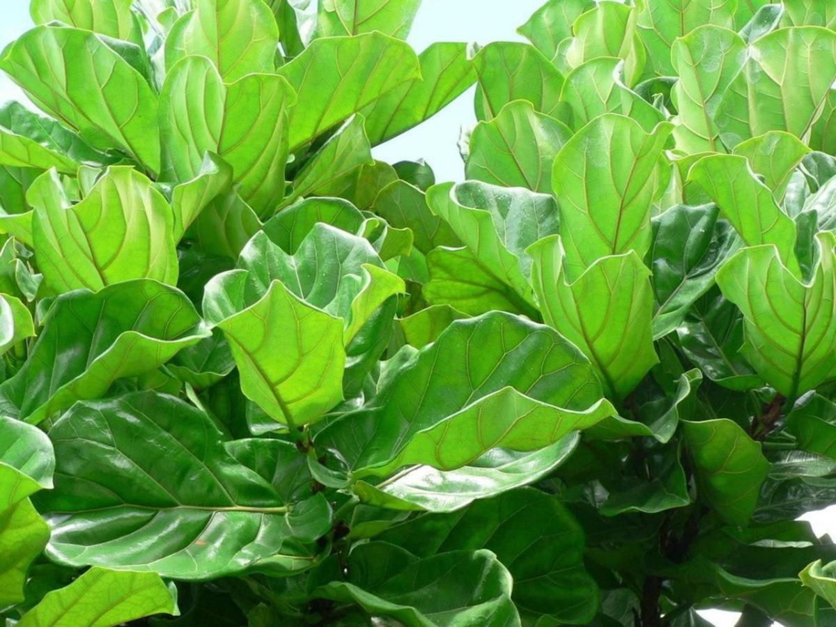 El Ficus lyrata es un árbol perenne