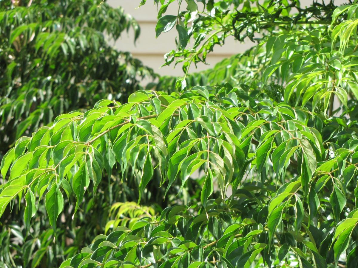 El árbol de serpiente es una planta tropical