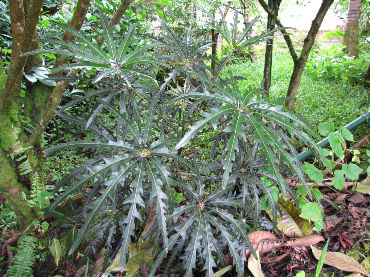 La cheflera es un árbol tropical