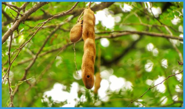 hierbas para el estreñimiento cronico tamarindo