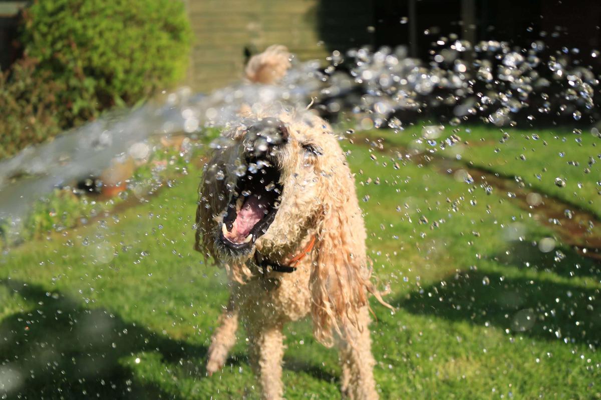 perro refrescándose