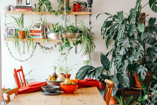 7 beneficios de tener plantas en tu hogar y oficina