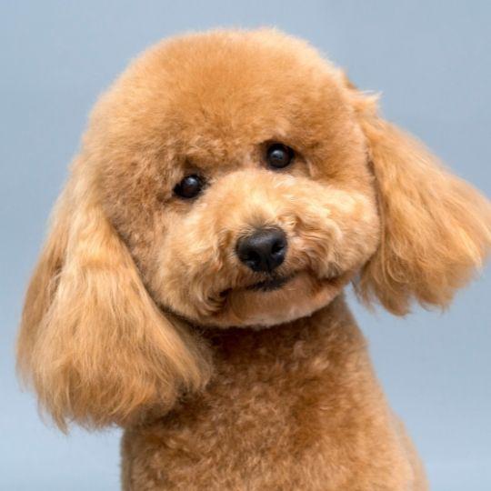 caniche
