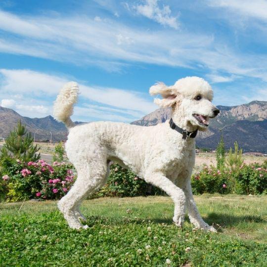 caniche o poodle