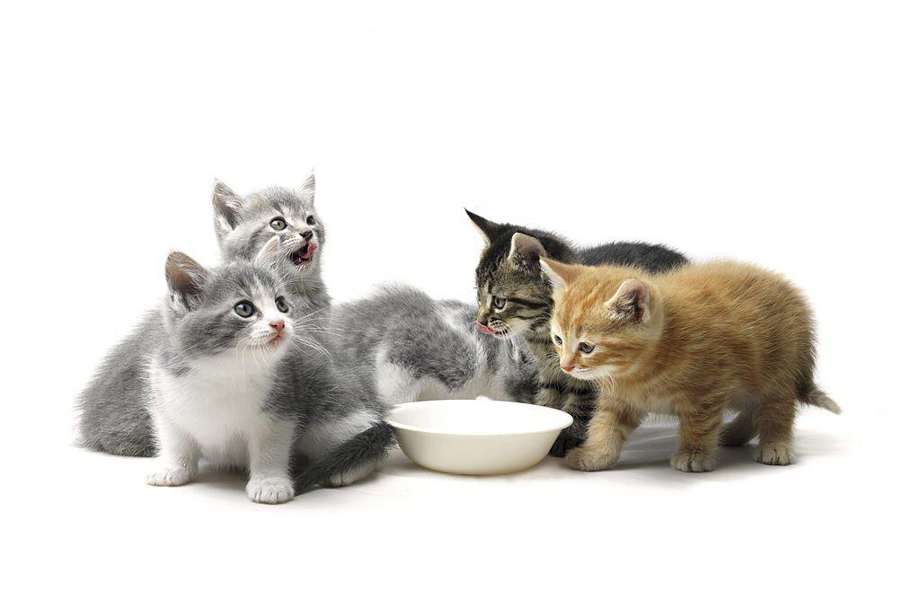 comida casera gatitos