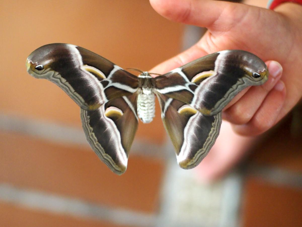 Foto de mariposa Samia Cynthia en estado adulto