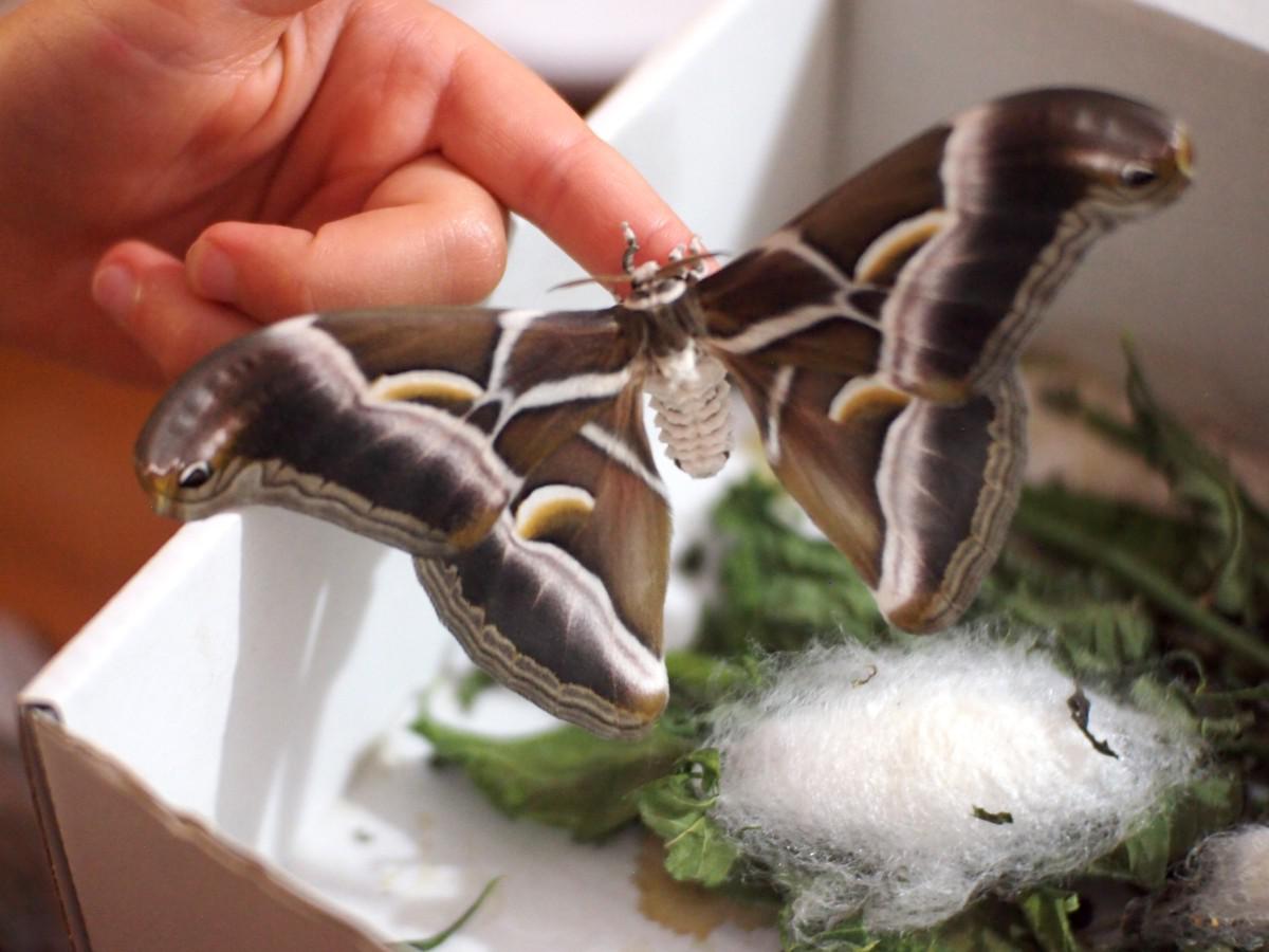 Foto de mariposa Samia Cynthia en estado adulto con un capullo de seda detrás