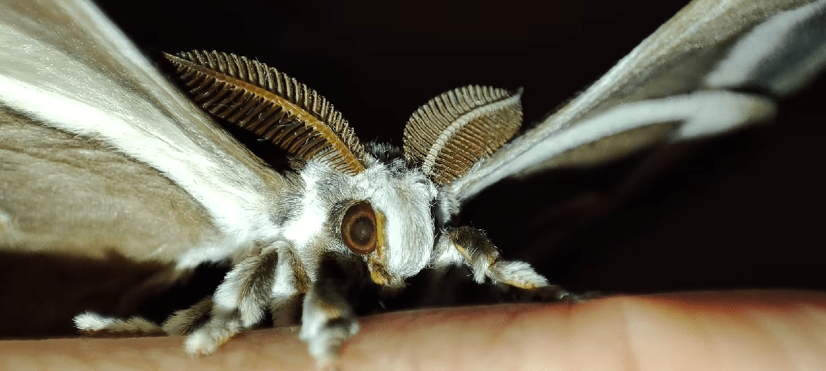 Imagen en closeup de la mariposa donde se aprecia que no tienen boca