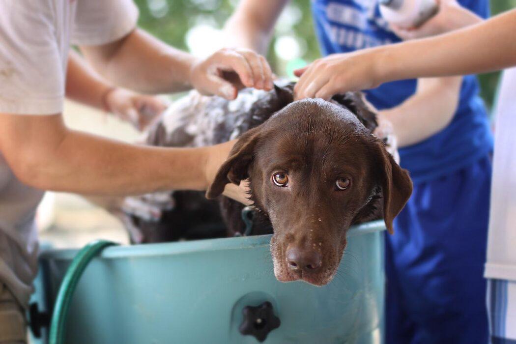 https://www.actualidadmascotas.com/es-perjudicial-el-agua-del-mar-para-tu-perro/
