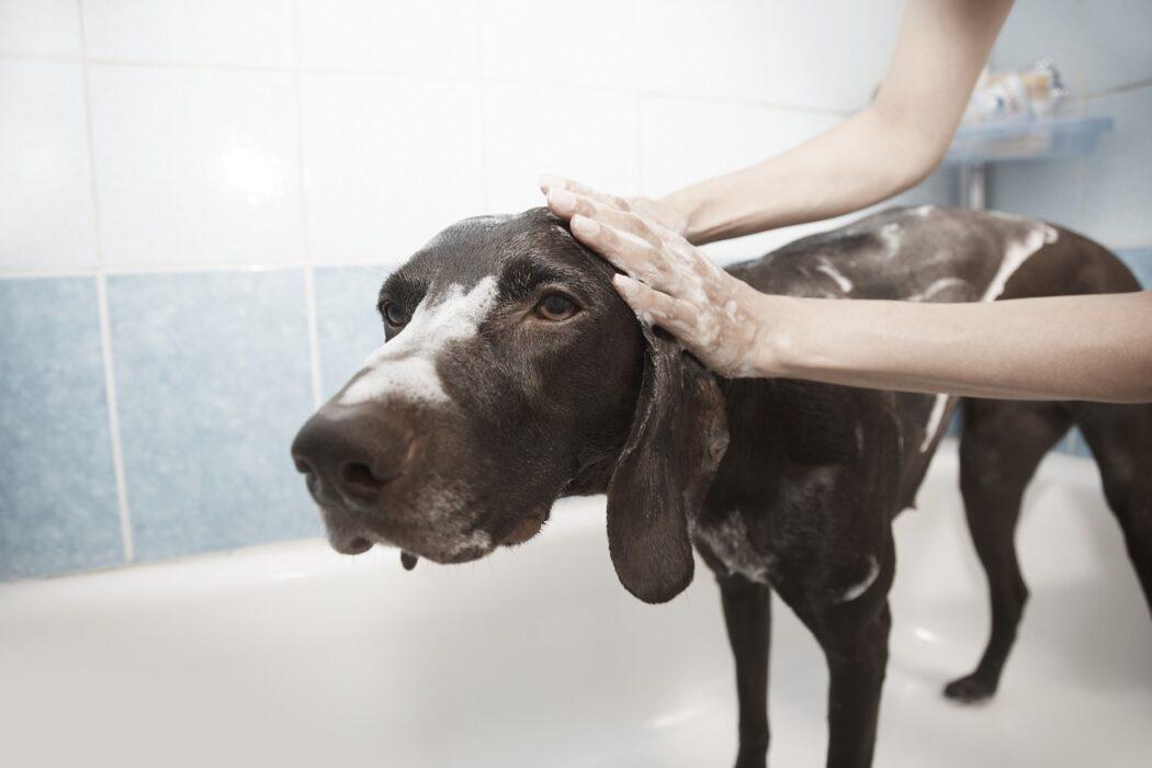 Aunque te he dado algunas recomendaciones para que la relación de tu perro con el agua sea buena, ahora es momento de focalizar este post en animales que muestran miedo cada vez que vas a darles un baño. 11 pasos a seguir para mejorar la experiencia de tu compañero de vida: