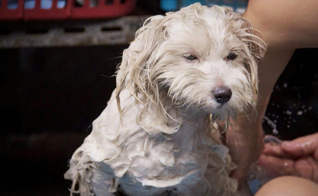 paso a paso para bañar a tu perro con miedo