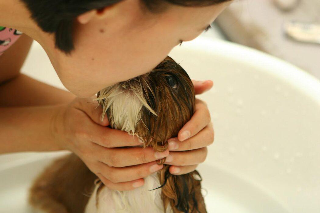 paso a paso para bañar a tu perro con miedo