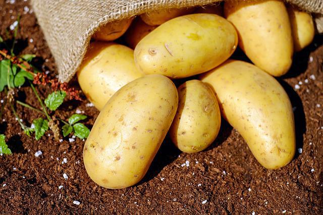 Si tienes un pequeño jardín y quieres empezar con un huerto en casa, estos son algunos conceptos básicos que debes conocer. ¿Qué son los fertilizantes ecológicos? Los fertilizantes ecologicos, también llamados abonos orgánicos, son materias que pueden ser tanto de origen vegetal como animal o mixto, que mejoran la cantidad y calidad de los nutrientes, materia orgánica y microorganismos, de los suelos donde vamos a cultivar.