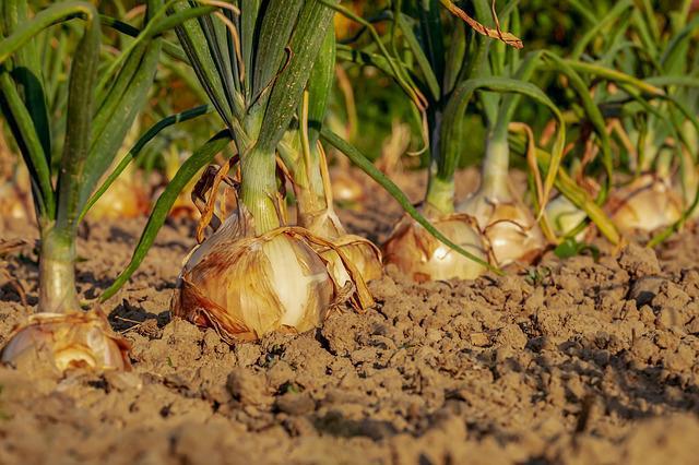 Si tienes un pequeño jardín y quieres empezar con un huerto en casa, estos son algunos conceptos básicos que debes conocer. ¿Qué son los fertilizantes ecológicos? Los fertilizantes ecologicos, también llamados abonos orgánicos, son materias que pueden ser tanto de origen vegetal como animal o mixto, que mejoran la cantidad y calidad de los nutrientes, materia orgánica y microorganismos, de los suelos donde vamos a cultivar.