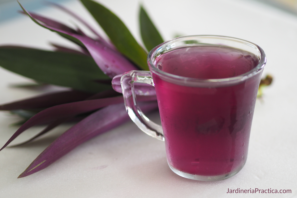maguey morado para que sirve