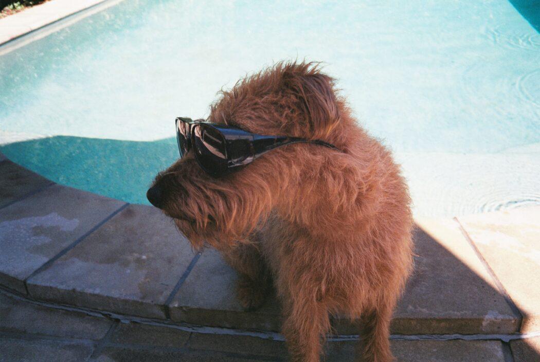 no abandones a tu mascota en vacaciones