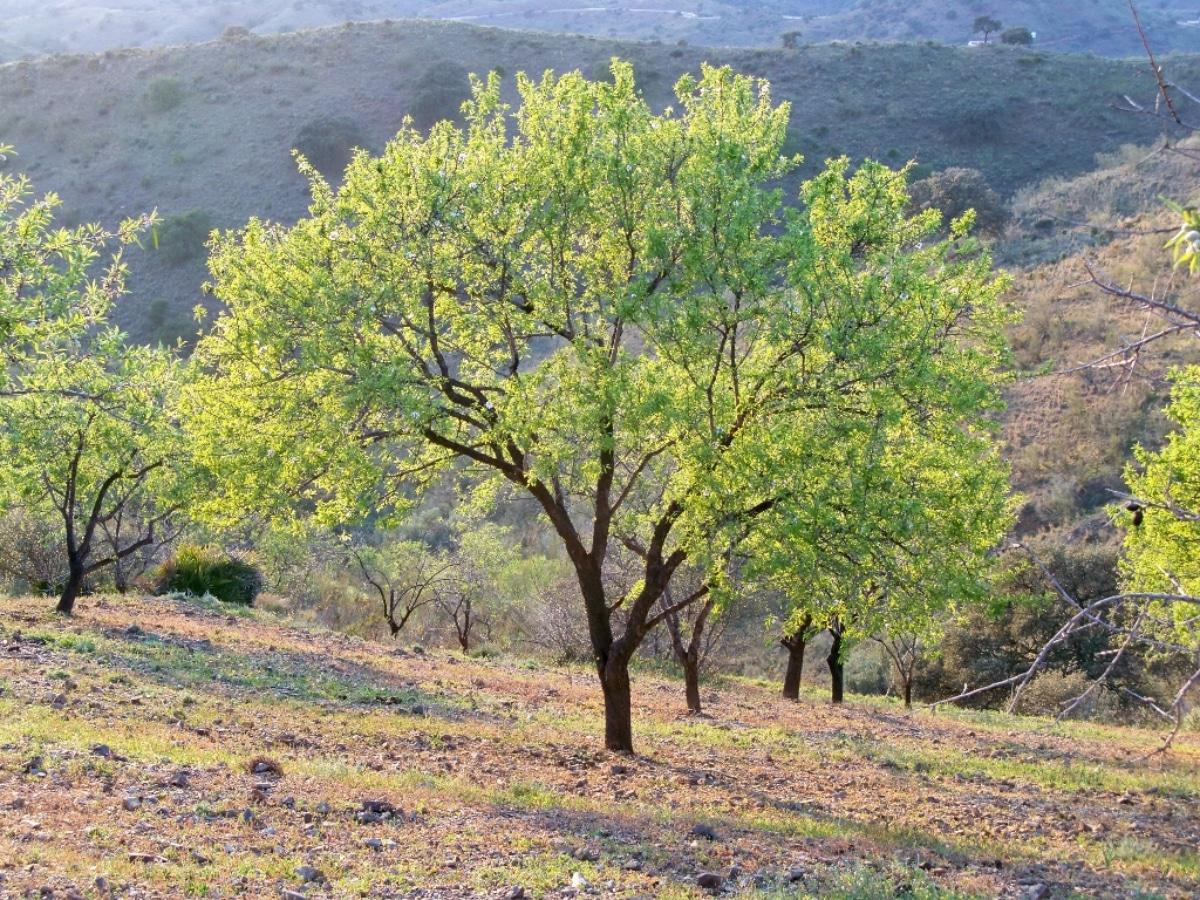 El almendro es un árbol mediano