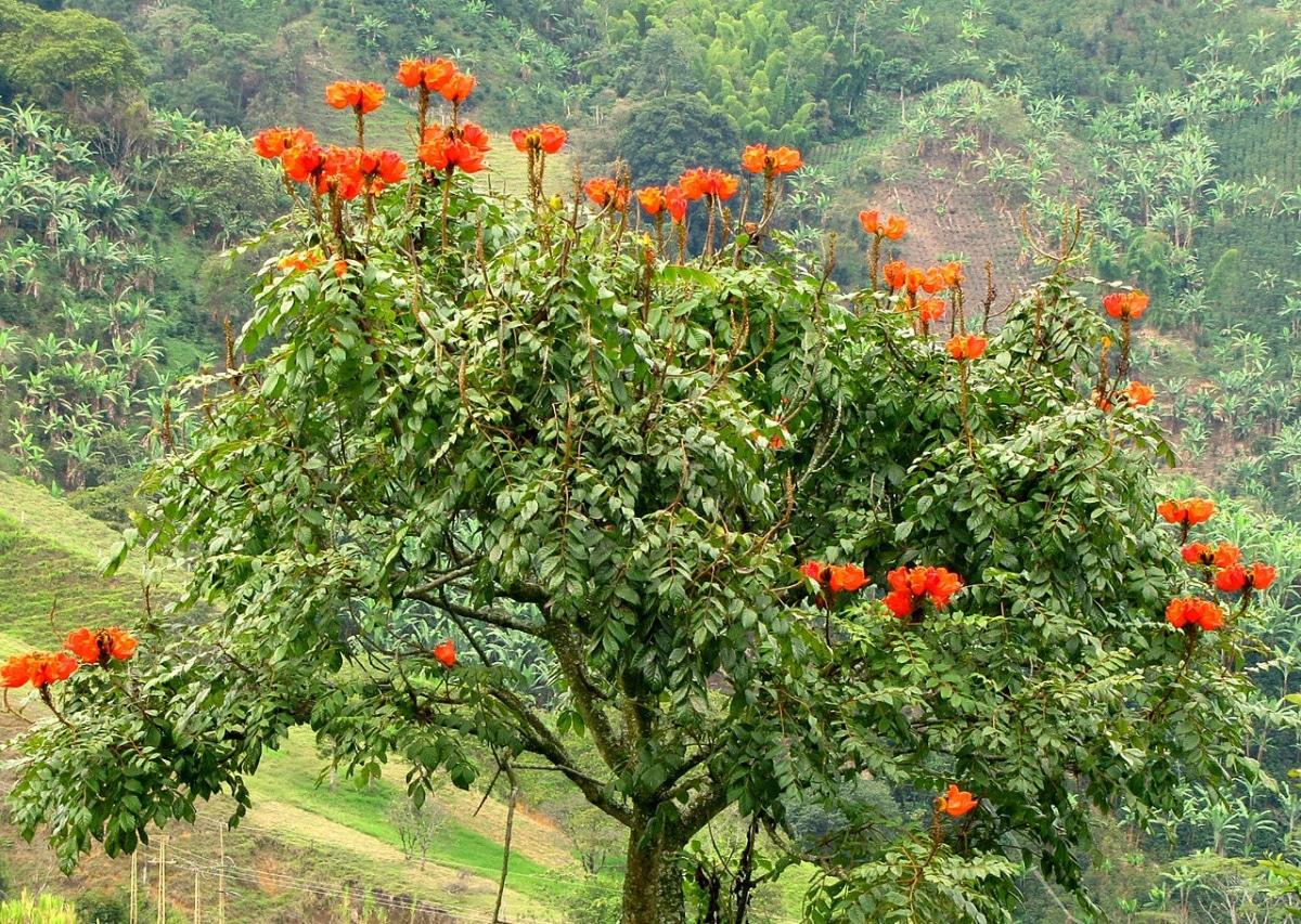 El tulipero del Gabón es un árbol de hoja perenne