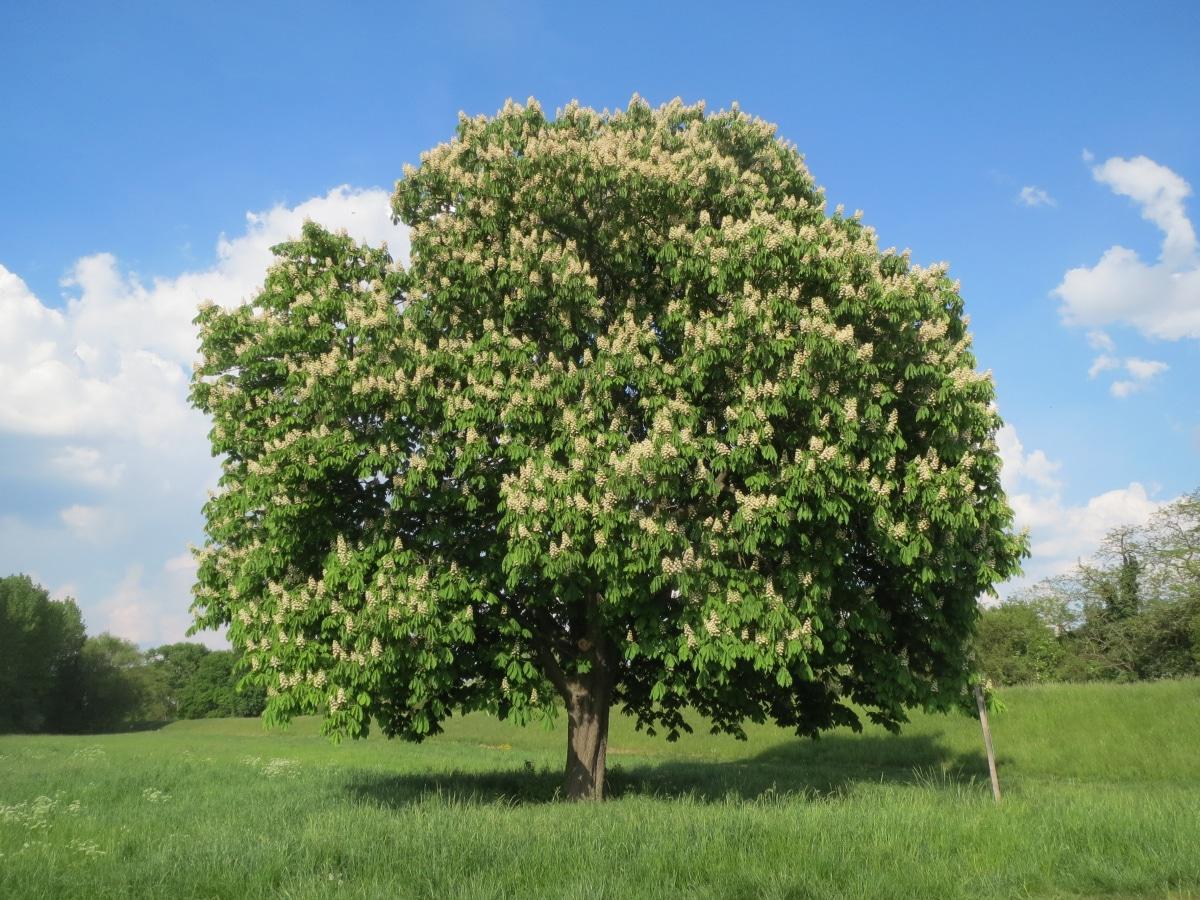 El Aesculus hippocastanum es un árbol grande