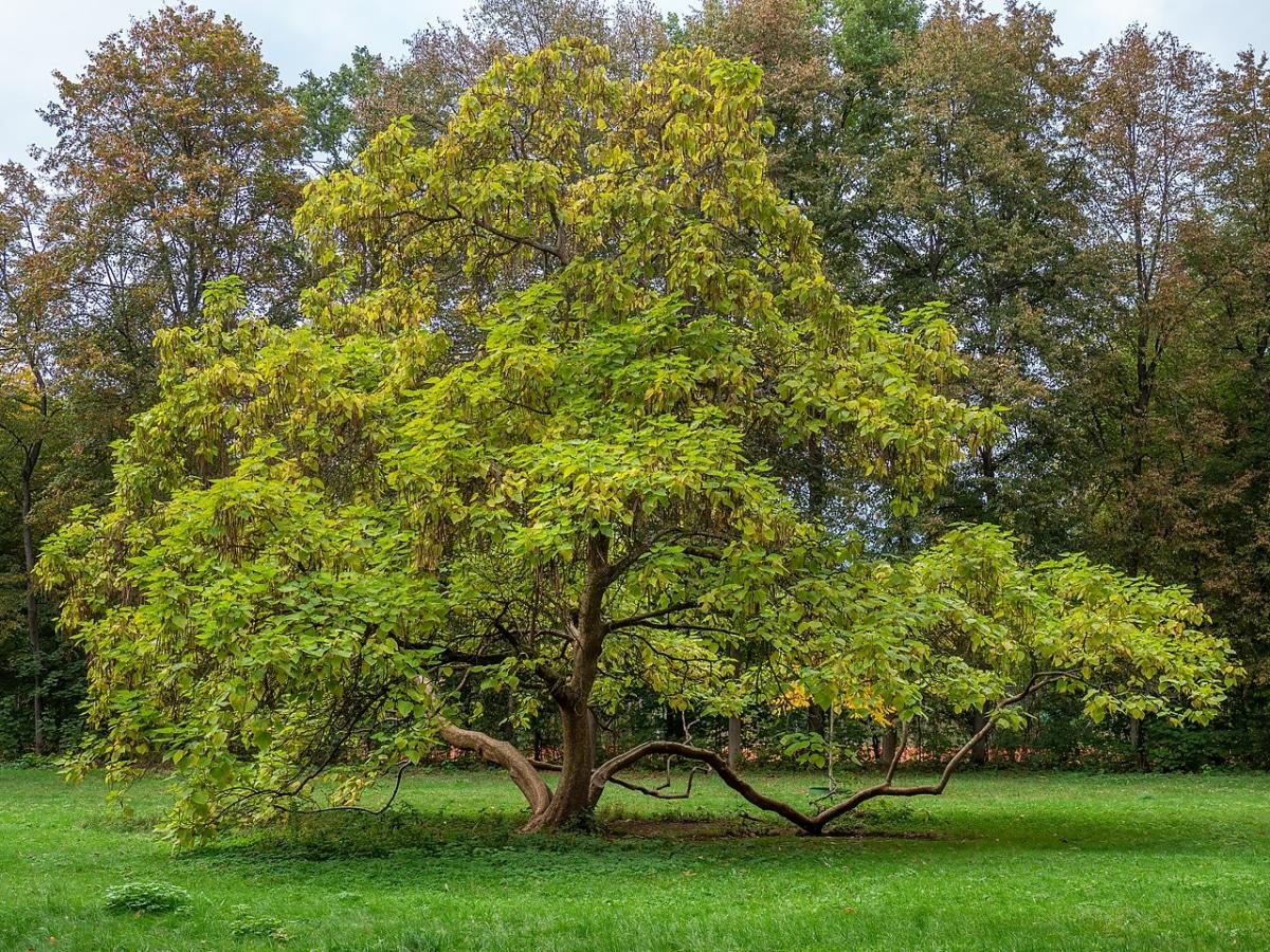 La catalpa es un árbol caduco