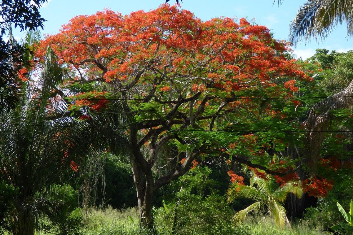 El flamboyan es un árbol tropical