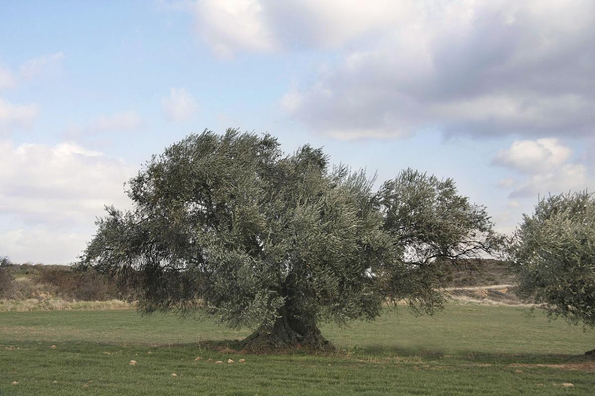 El olivo es un árbol perenne