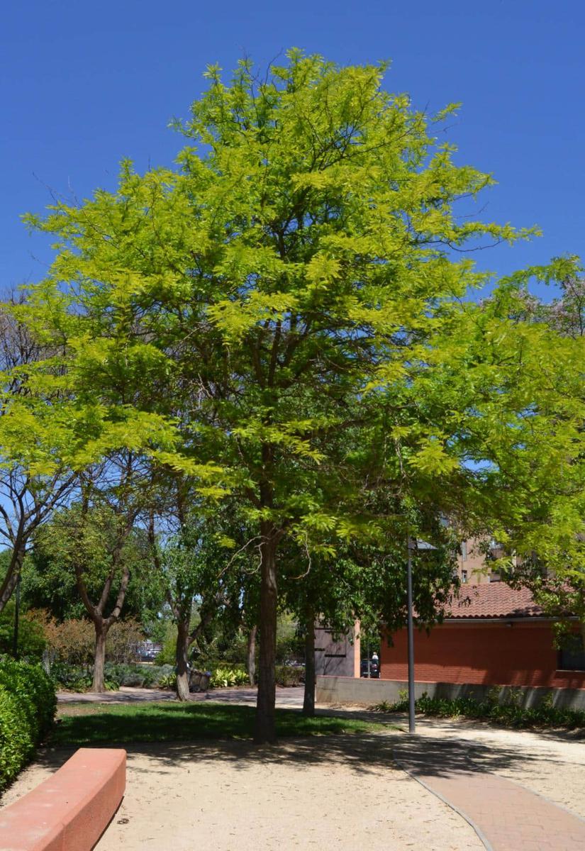 La grevillea robusta es un árbol perenne