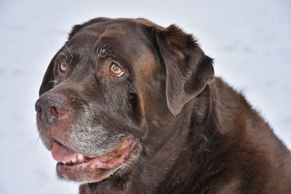 perro senior