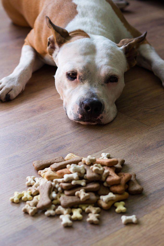 Cómo hacer premios caseros para perros