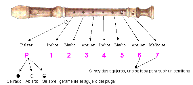 dibujo de la flauta