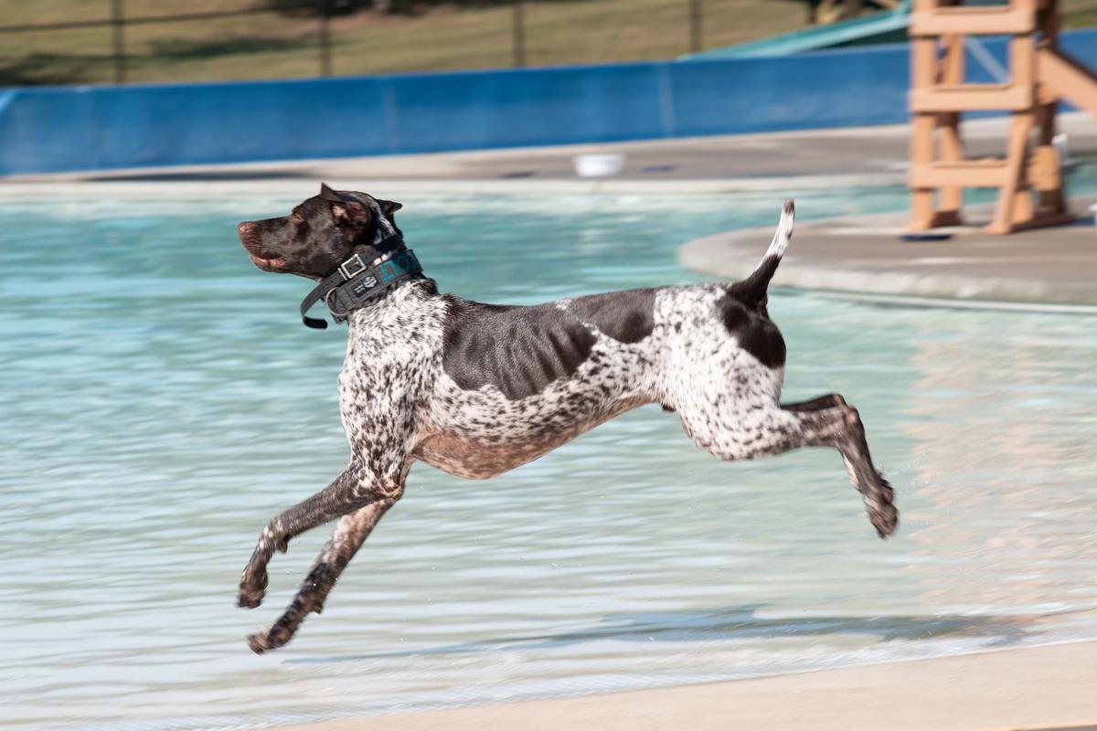 Braco alemán en piscina