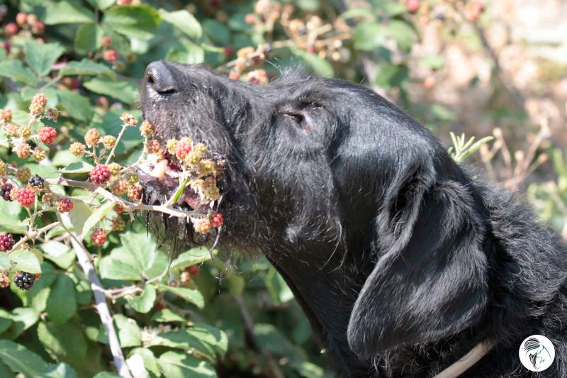 perra comiendo moras