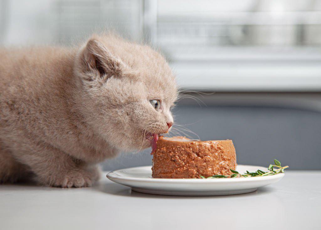 pate casero gatito