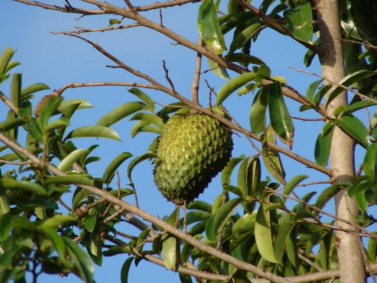La guanabana es un frutal tropical
