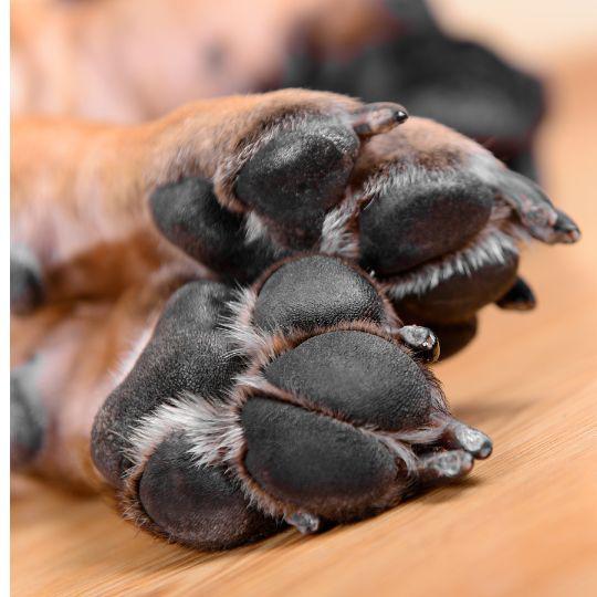 almohadillas de los perros