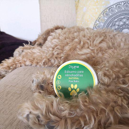bálsamo para almohadillas de los perros