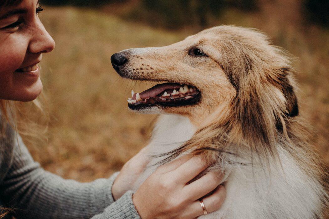 como cuidar a tu perro en otoño