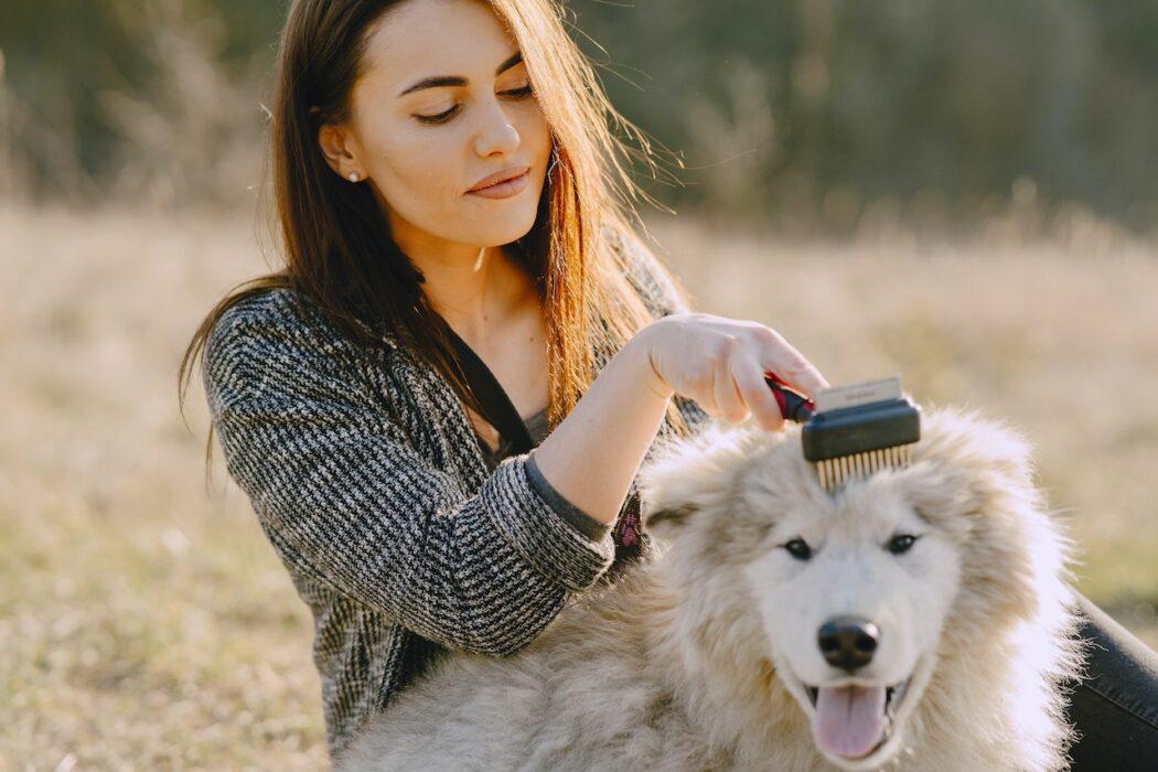 cuidar a tu perro en otoño y cepilla su pelo a diario