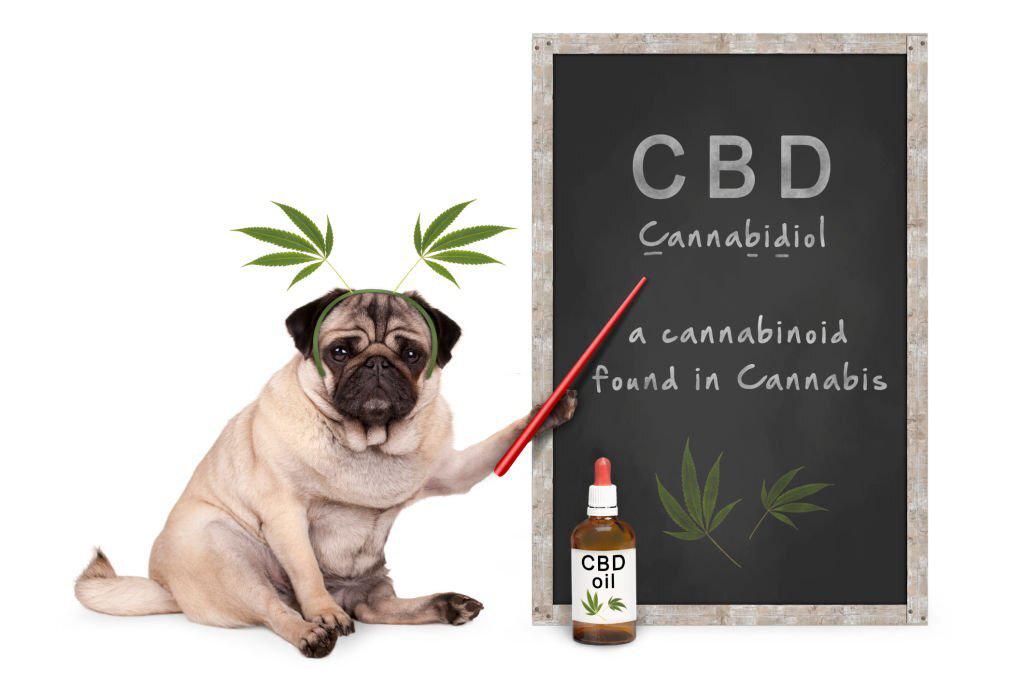 usos del cannabidiol perros