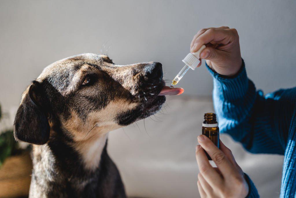cbd para perros es bueno