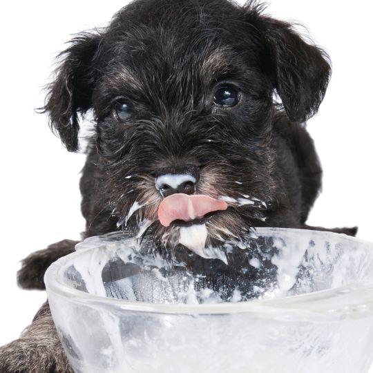 alimentar a un cachorro